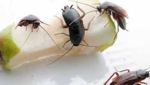 Ako sa zbaviť čiernych švábov v dome